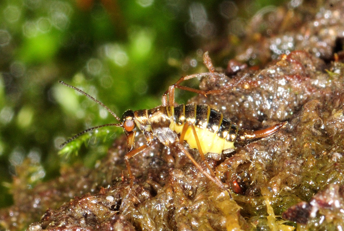 Boreus hyemalis dalle Marche (Mecoptera, Boreidae)